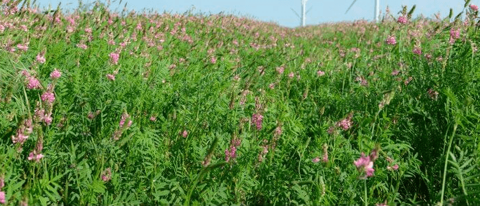 Une légumineuse productive qui gagne à être connu